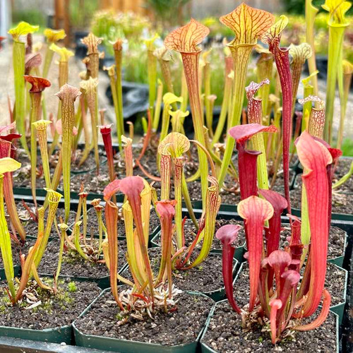 Feist Dog Sarracenia (SMALL)