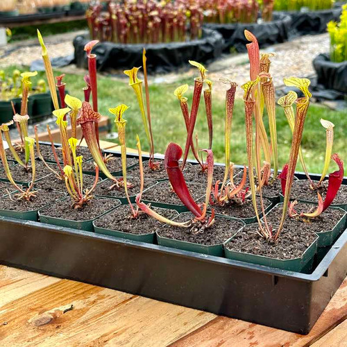 Feist Dog Sarracenia (SMALL)