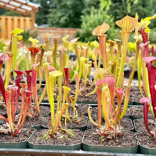 Feist Dog Sarracenia (SMALL)