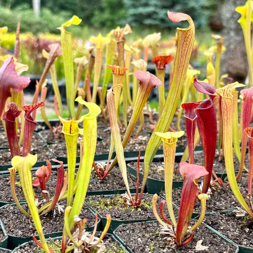 Feist Dog Sarracenia (SMALL)