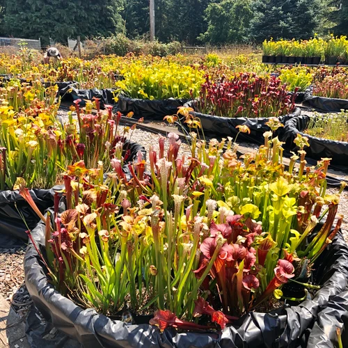 Visit Sarracenia Northwest