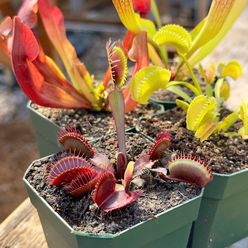 Collection of Outdoor Perennials