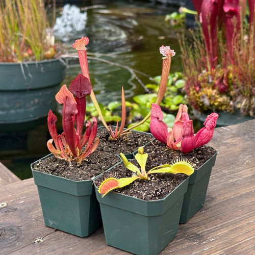 Collection of Outdoor Perennials