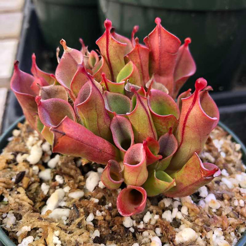 Heliamphora minor for Sale