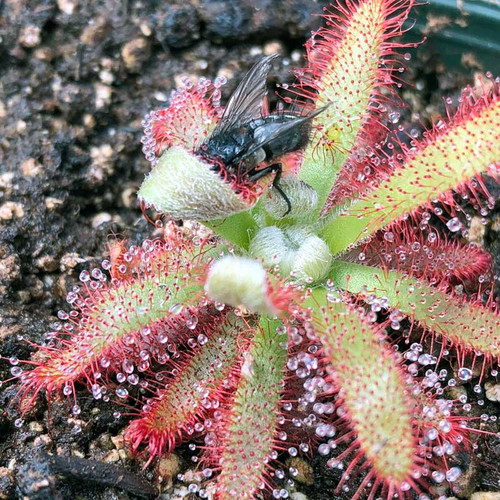 Drosera graomogolensis