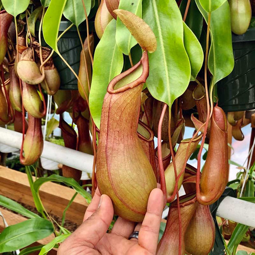 Nepenthes Deroose Alata