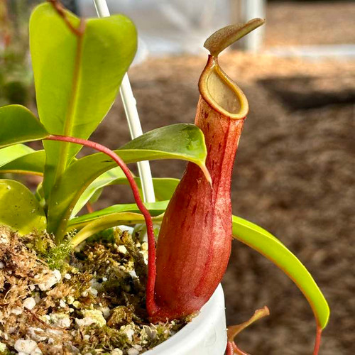Nepenthes x Deroose Alata for sale. Grow Carnivorous Plants!