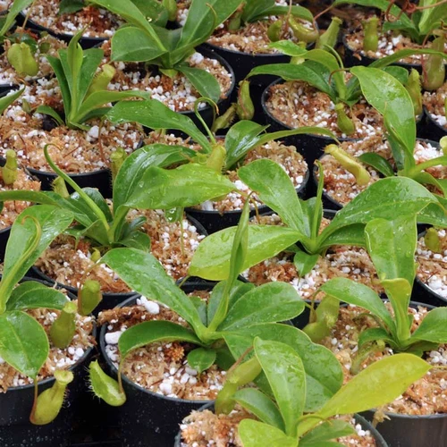 Nepenthes Deroose Alata