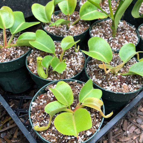 Nepenthes truncata for Sale