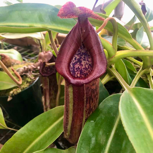 Nepenthes maxima x trusmadiensis