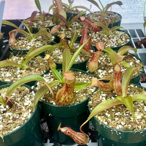 Nepenthes St. Mercury for Sale