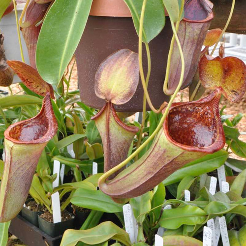 Nepenthes lowii x campanulata, mother plants
