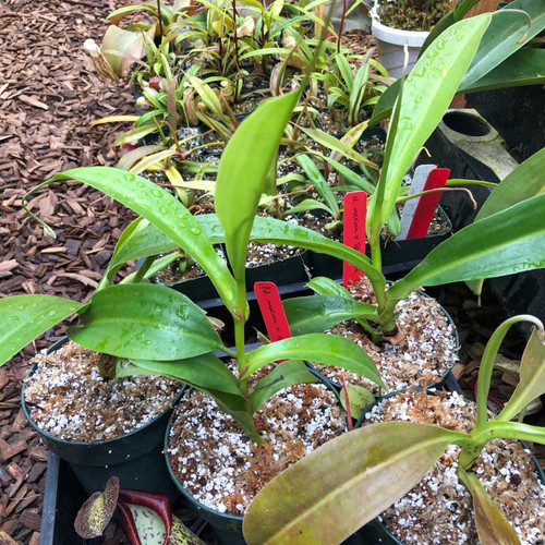 Nepenthes maxima x spathulata for sale. Grow Carnivorous Plants!