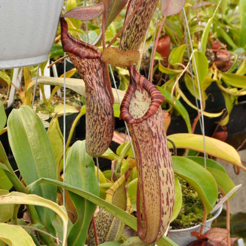 Nepenthes ventricosa x spectabilis.  Its pitchers are some of the most decorative around!