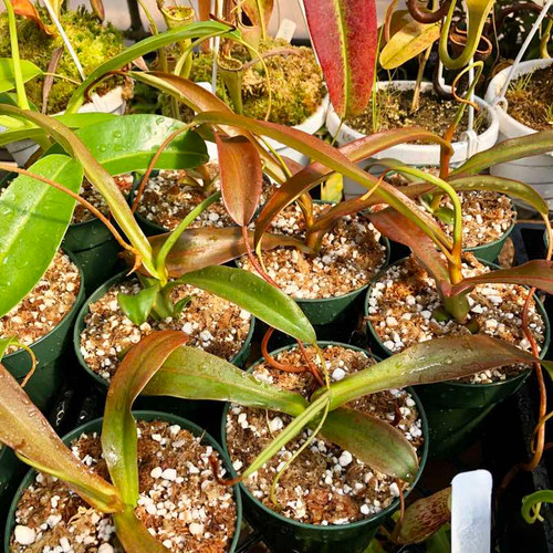 Nepenthes ventricosa x spectabilis for Sale | Sarracenia Northwest