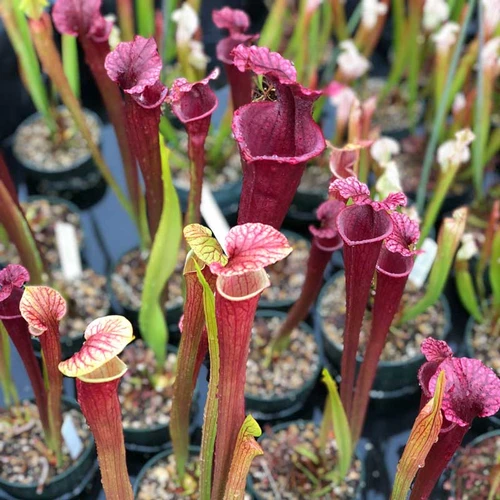 Sarracenia Red Sumatra for Sale