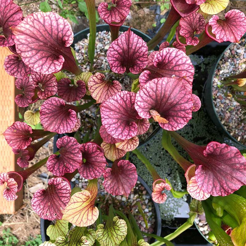 Sarracenia Red Sumatra