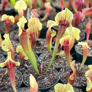 Sarracenia alata x purpurea