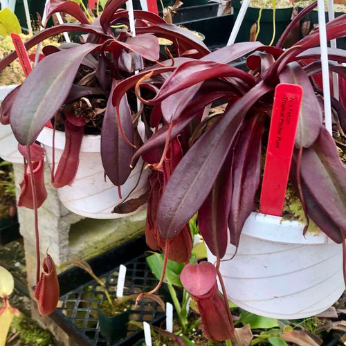 Nepenthes Falcon