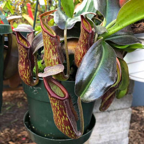 Nepenthes Ruby Alice, lower pitchers