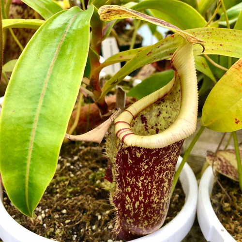 Nepenthes ventricosa x rafflesiana, mother plant