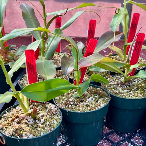 Nepenthes (ventricosa x sibuyanensis) x caranculata