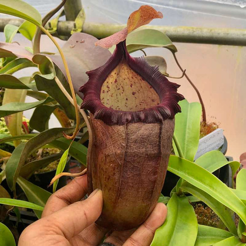 Nepenthes (ventricosa x sibuyanensis) x caranculata