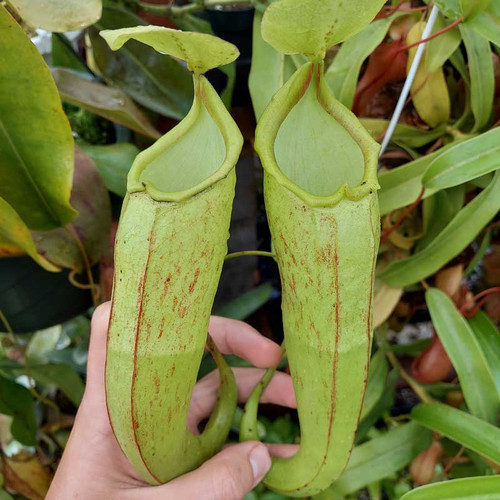 Nepenthes x Rokko (Kussakabe), Mother Plant