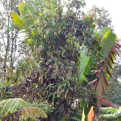 Nepenthes x Rokko (Kussakabe) in Hawaii