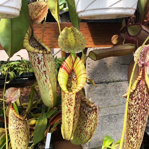 Nepenthes dyeriana, mother plant.