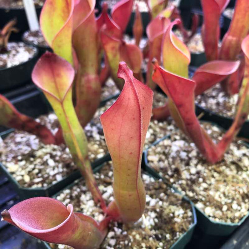 Heliamphora nutans for Sale