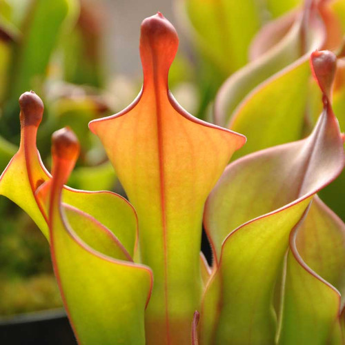 Heliamphora Tequila, mother plant.