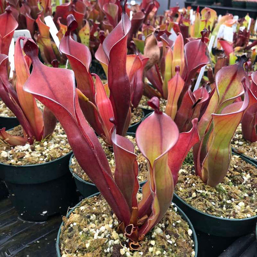 Heliamphora Tequila for Sale