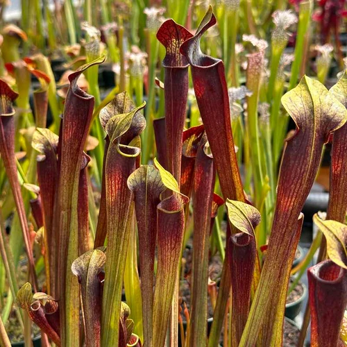 Sarracenia alata Orthus (Improved Night)