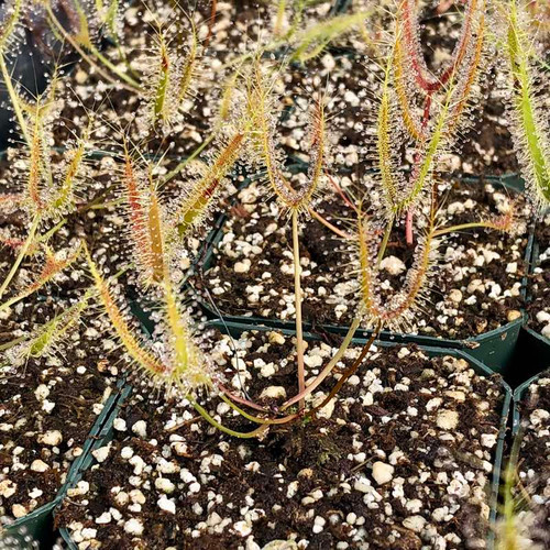 Drosera binata for Sale