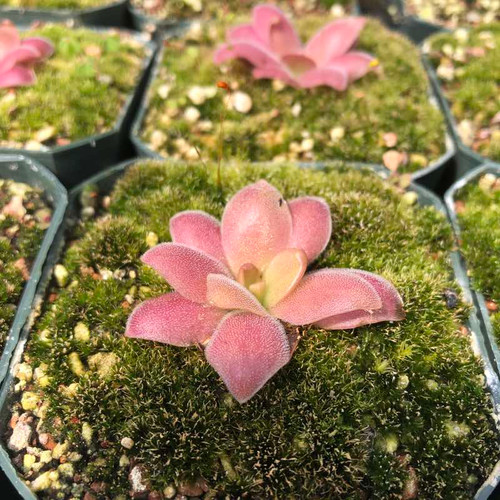 Pinguicula marciano