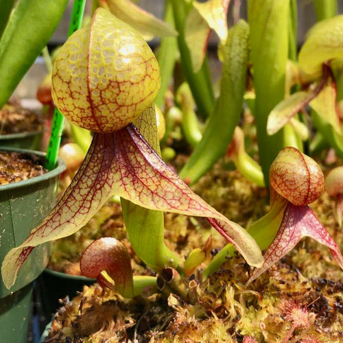 Darlingtonia californica for Sale. Grow Carnivorous Plants!