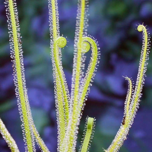 Drosera trayci