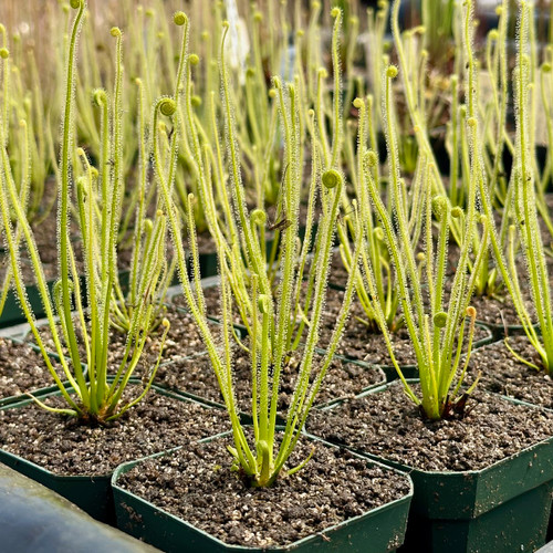 Q/A #54 - Should a Sarracenia Rhizome Go Above or Beneath the Soil