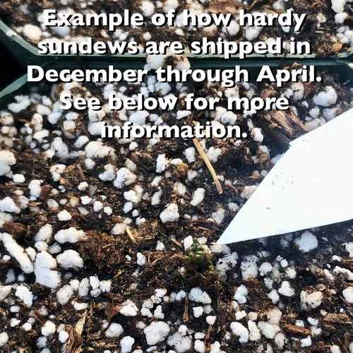 Drosera Southern Cross