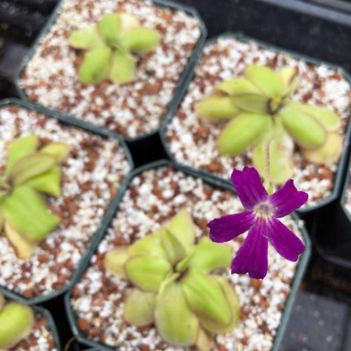 Pinguicula laueana x emarginata