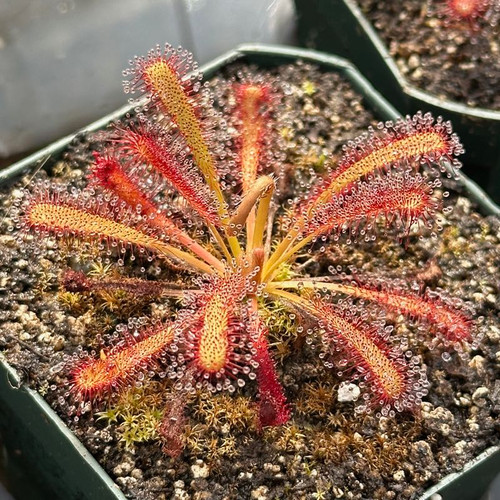 Q/A #13 - Nepenthes Identified with Sunburn - Sarracenia Northwest