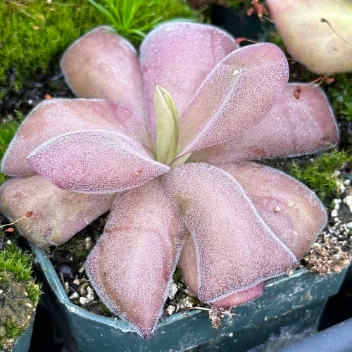 Pinguicula agnata, Red Leaf