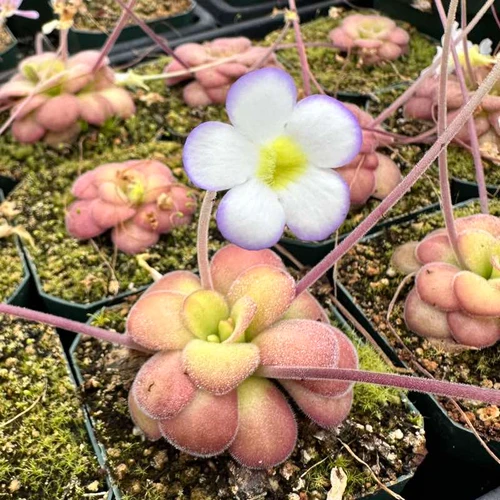 Pinguicula agnata, Red Leaf