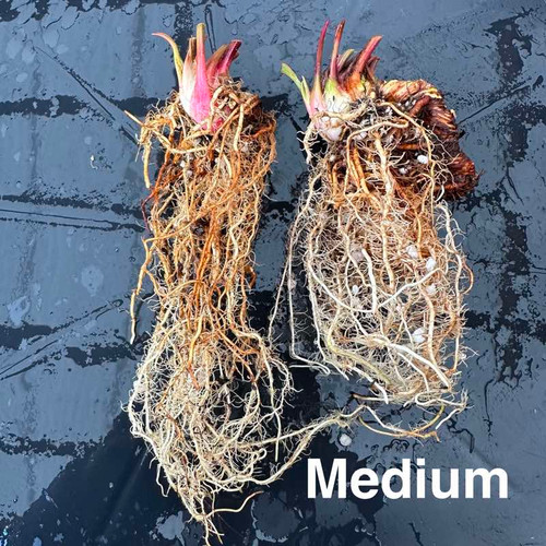Mature  bare root rhizomes for sale.