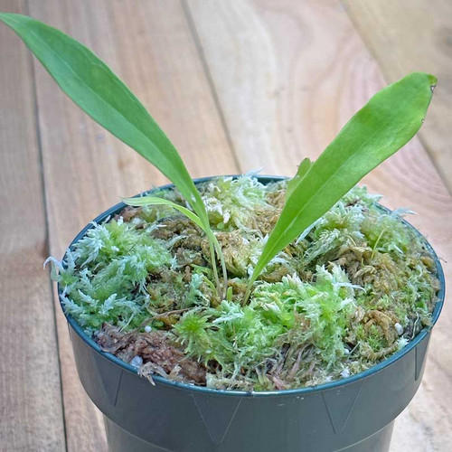Utricularia longifolia