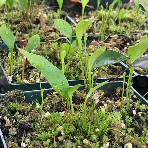 Utricularia alpina x humboldtii for sale.