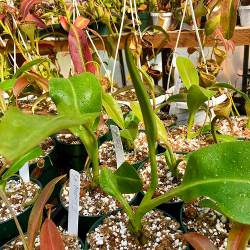 Nepenthes Song of Melancholy for Sale