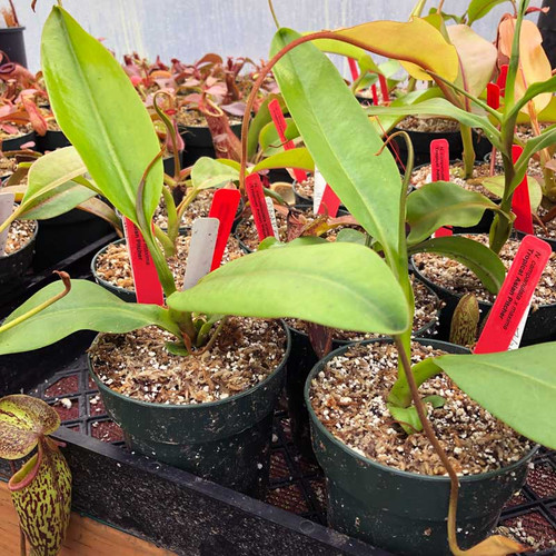 Nepenthes campanulata x maxima for sale. Grow Carnivorous Plants!