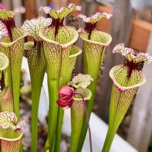 Sarracenia Leah Wilkerson for Sale